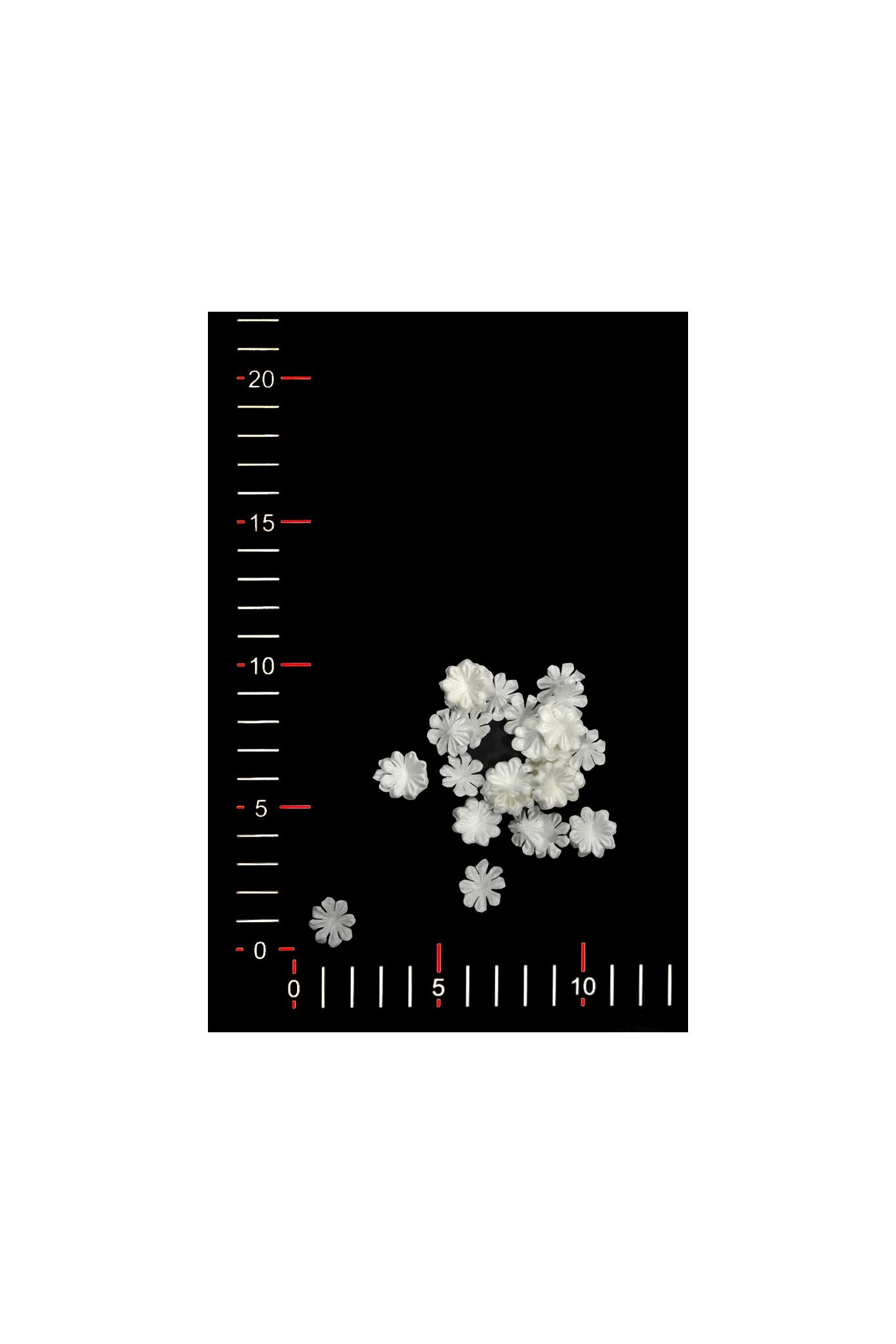 FLOWER 02
