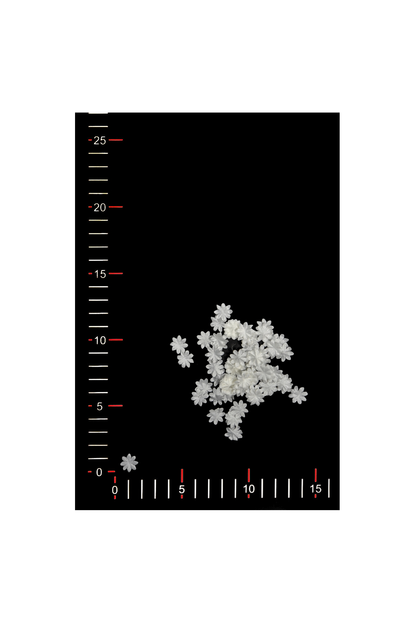 BLUMEN002-1