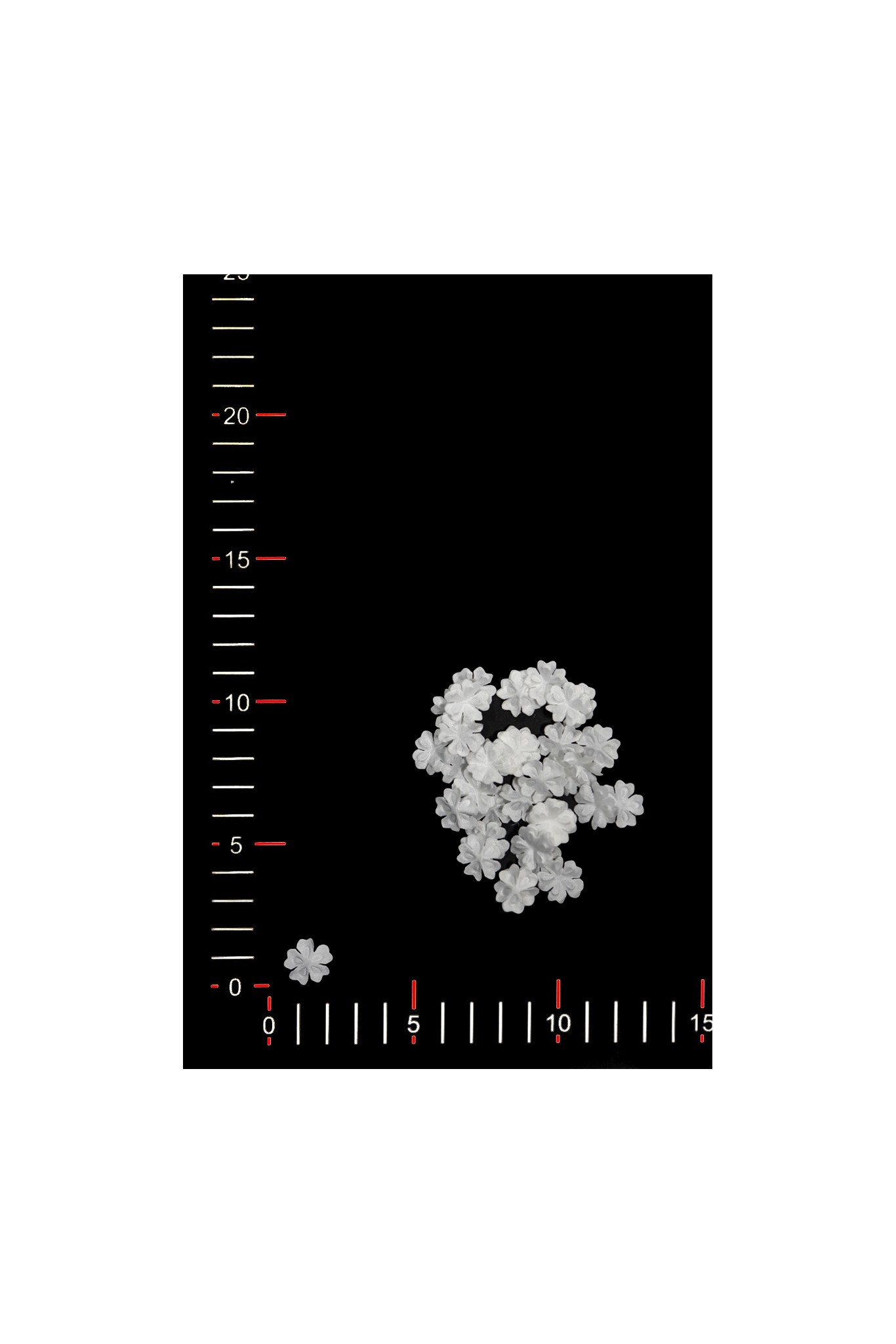 BLUMEN 003