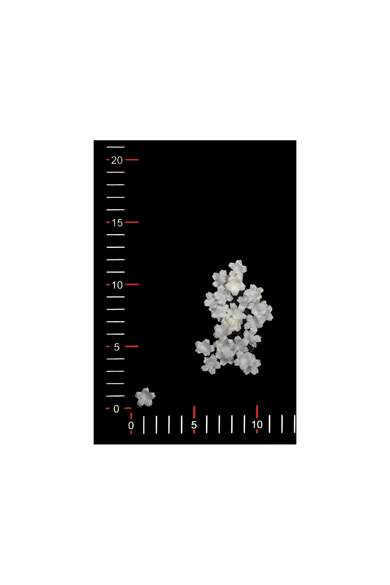BLUMEN 004-1