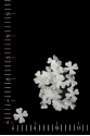 BLUMEN 011