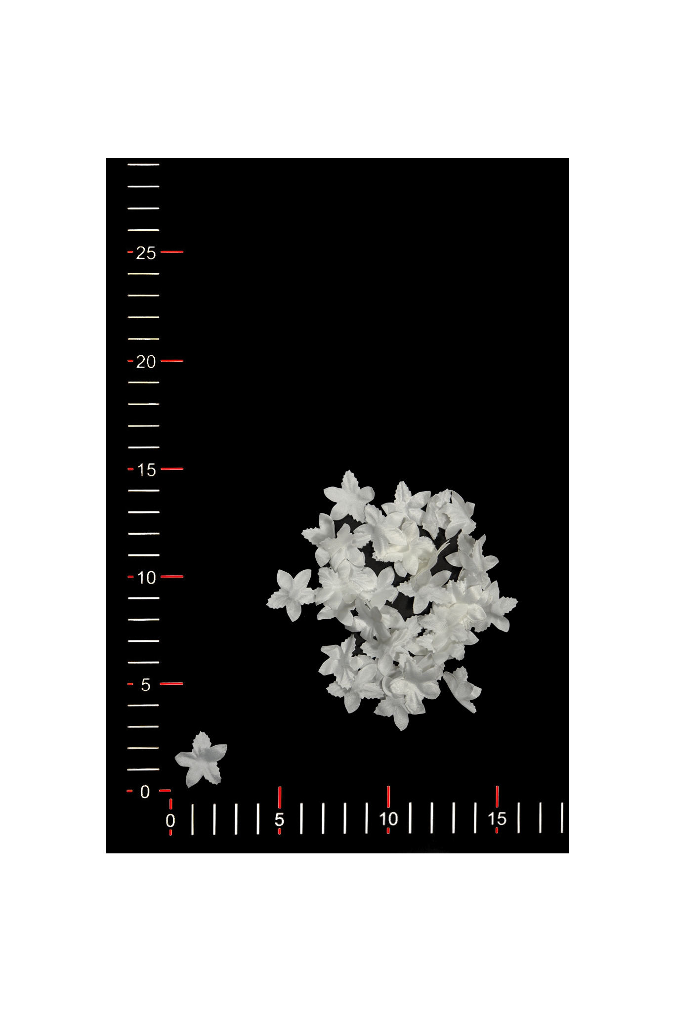 BLUMEN 012