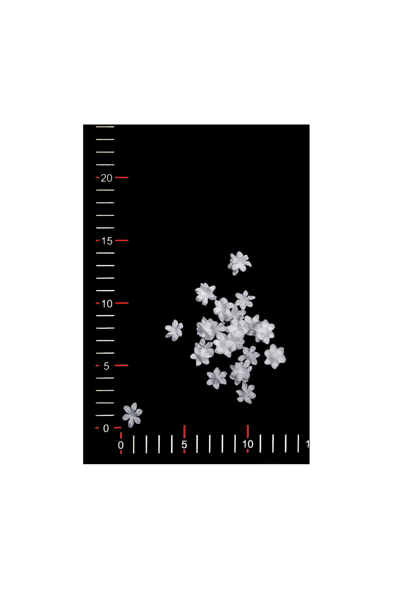 BLUMEN 017