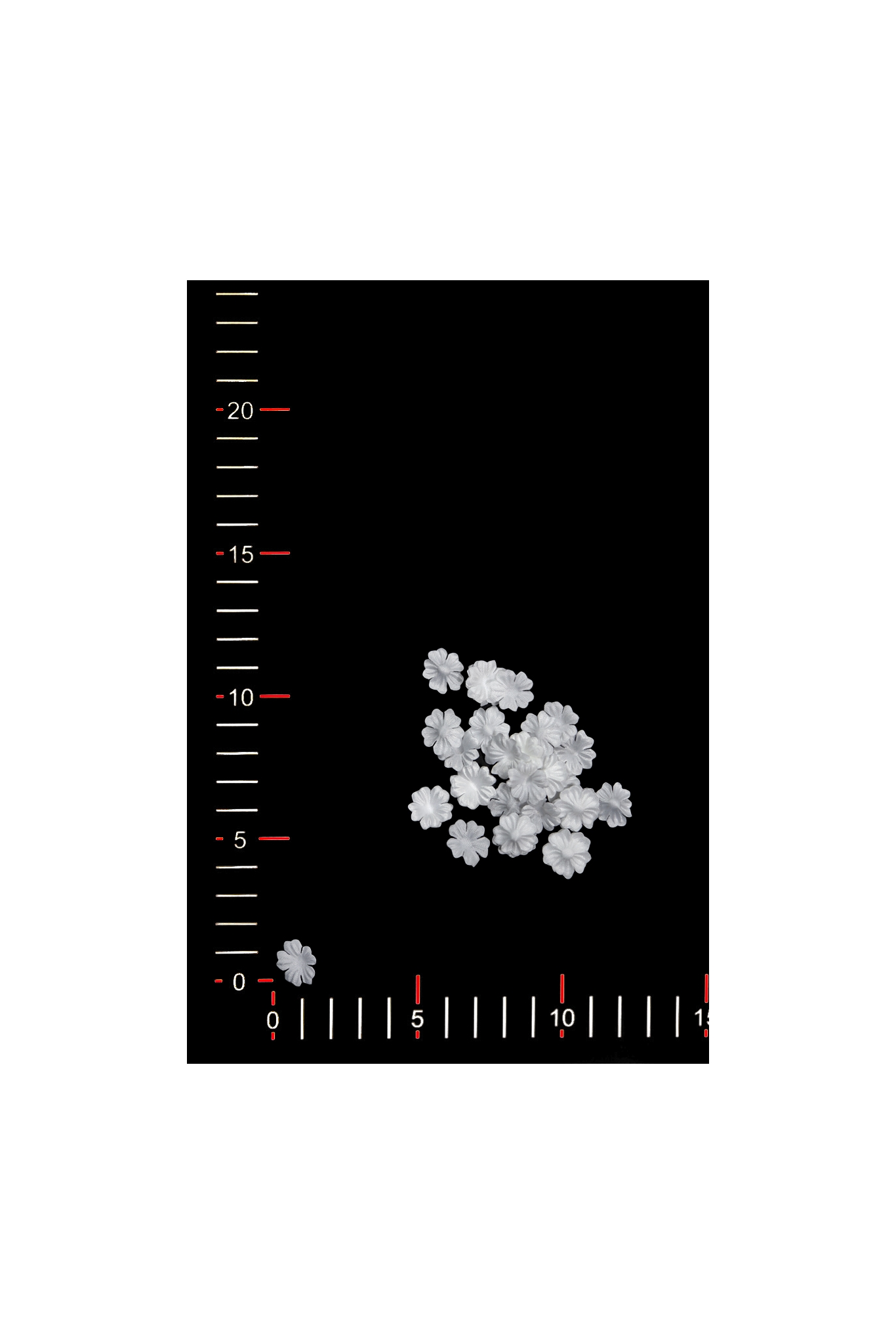BLUMEN 024