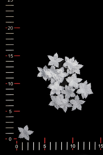 BLUMEN 027