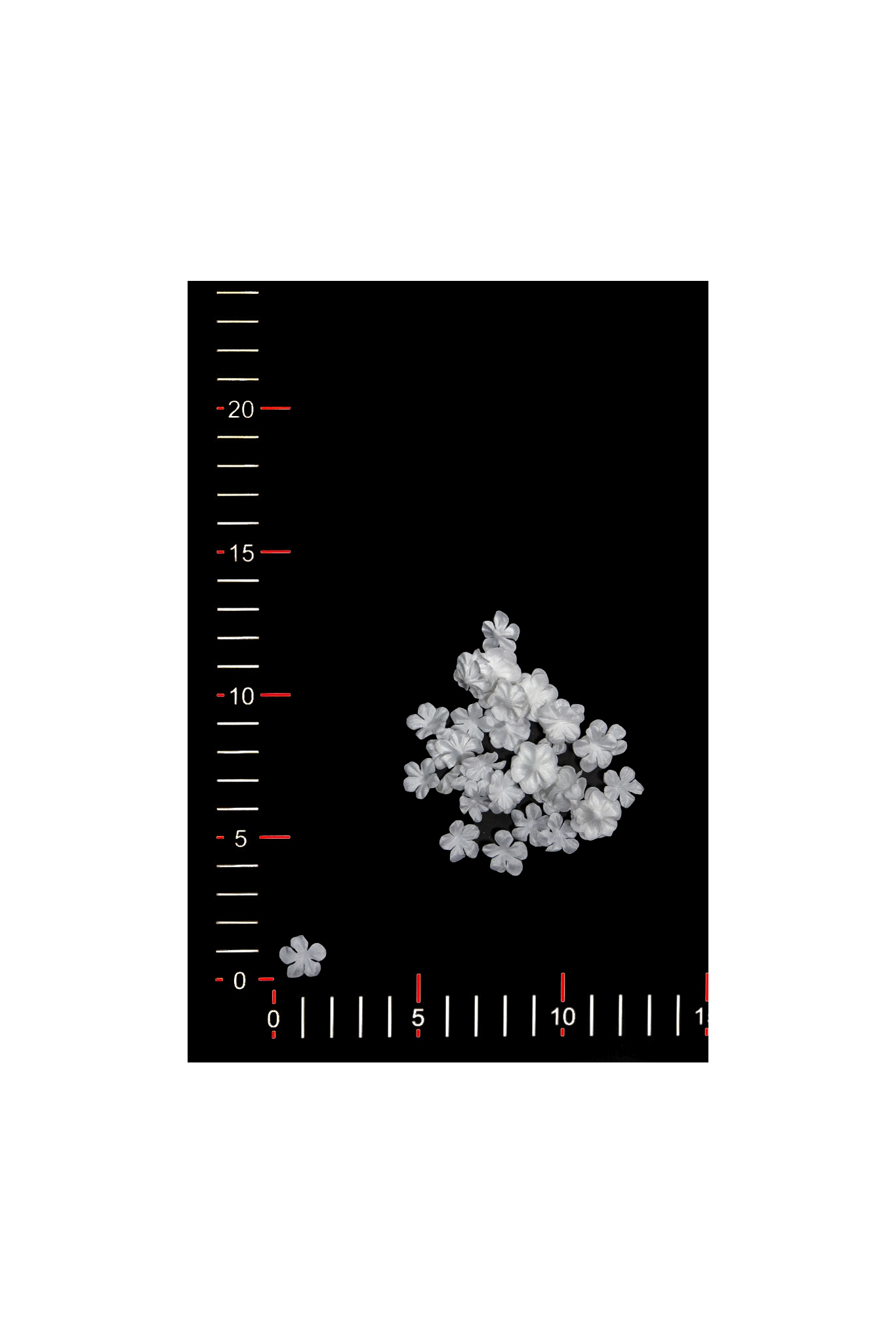 BLUMEN 0031