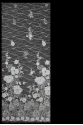 W52581