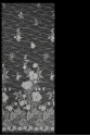 W52581