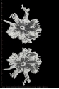 ML78580 PARA