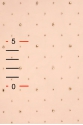 TULLE WIT DOTS T2465