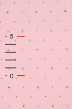 TULLE WIT DOTS T2465