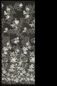 ML570039