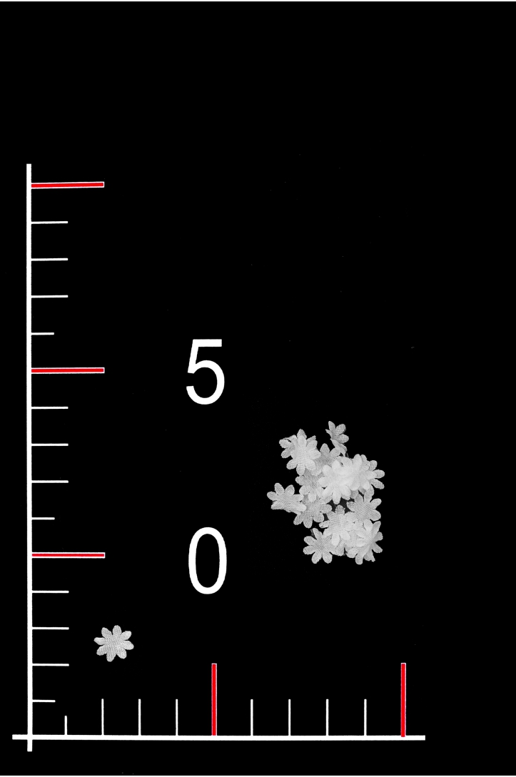 BLUMEN002-1