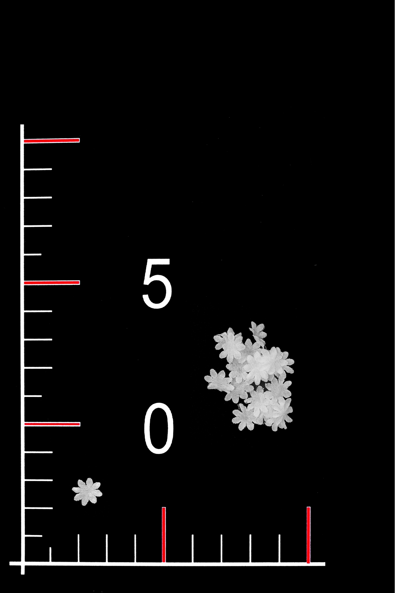 BLUMEN002-1