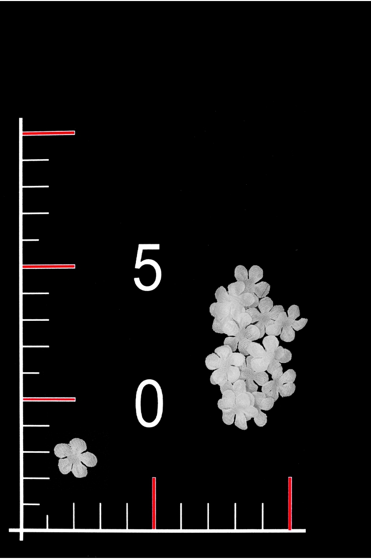 FLOWER 04