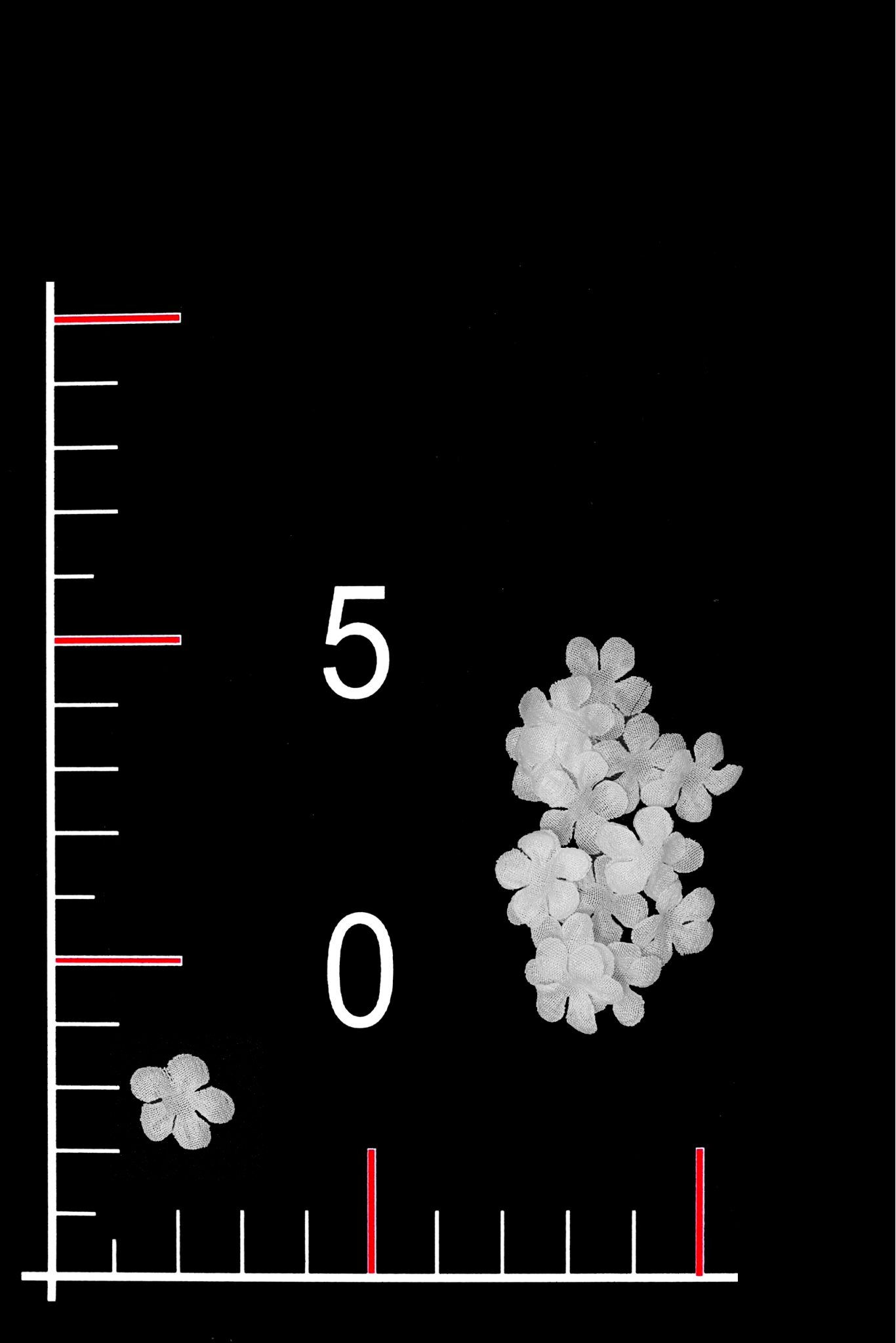 FLOWER 04