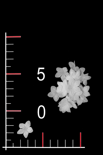 FLOWER 006 NEW