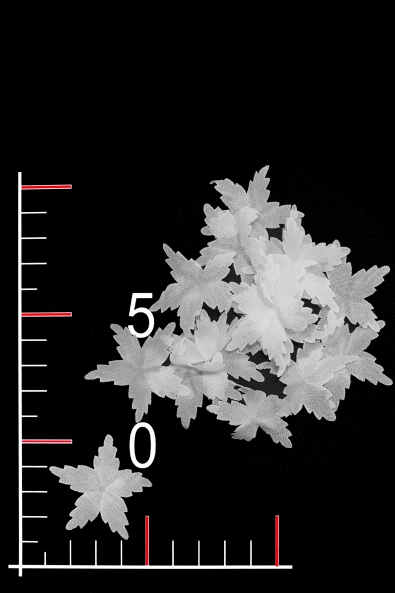 BLUMEN 028
