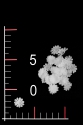 BLUMEN 030