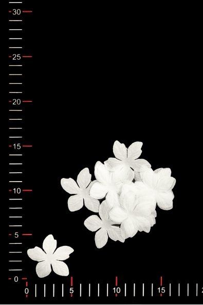 BLUMEN 035