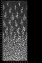 W54367