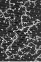 ML505289