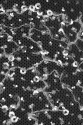 ML505289