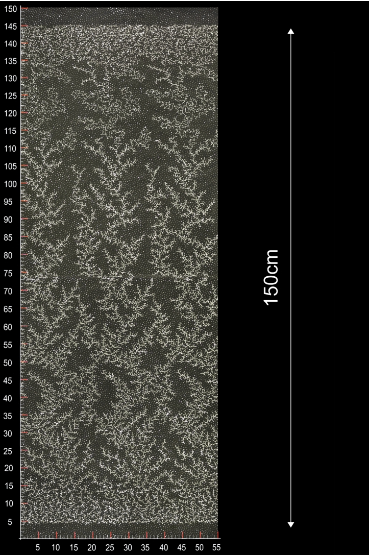 ML505289