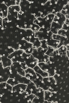 ML505289
