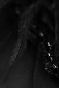 41226 BLACK