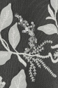 ML504556