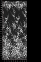 W54636