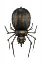 Foil balloon Spider, 60x101cm, black