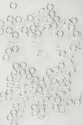 KNOPF CLEAR 