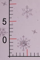 Glitzer-Schneeflocken-Tüll SKYRT0020