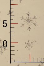 Glitzer-Schneeflocken-Tüll SKYRT0020