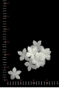 KWIAT 035 ORGANZA