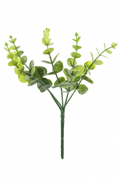 Gałązka Eukaliptus