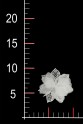 FLOWER 3D 01