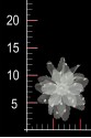 FLOWER 3D 020