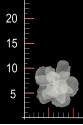 BLUMEN 3D 021