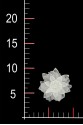 BLUMEN 3D 033