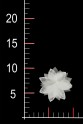 BLUMEN 3D 038