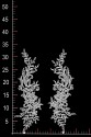 MOTIF WA23052