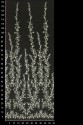 BRAUTSPITZE 3D 14610
