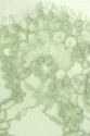 VL4294 SAGE