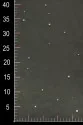 Tiul miękki brokatowy z perełkami LER NAL GLITTER PEARL