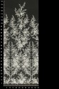 BRAUTSPITZE VL76349